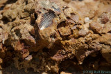 Fossil impressions