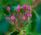 Mountain Laurel