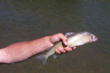 Mountain Whitefish 062.jpg