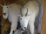 Mountain Goats 640.jpg