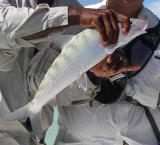British Virgin Island Anegada Flats Bonefish 40a