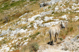 Albania DSC_3056.jpg
