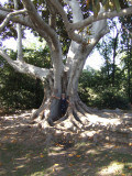 Maryse in a tree at Cerritos Ranch.jpg