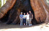 Sequoia - At the base of a tree.jpg