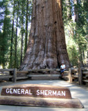 Sequoia - General Sherman, the largest tree in the world by volume.jpg