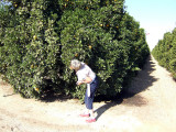 Visalia - Orange Grove - Maryse is really hungry!.jpg