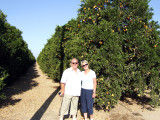 Visalia - Orange Grove.jpg