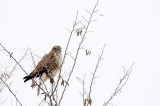 Buzzard