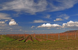 Vineyard 2009