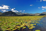 Skadarsko lake