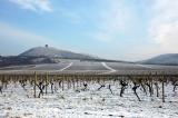 Vineyards