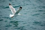 Seagull.