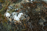 Moss & Lichen