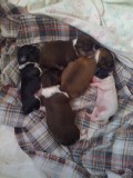 5 and 6 Days Old-All 5 Pups