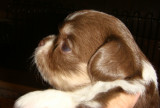 25 Days old-Choco Girl