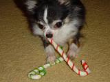 Christmas Doggy Candy Canes