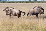 Wildebeest