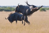 Wildebeest at Play