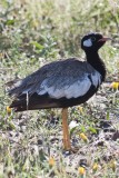 Black Korhaan