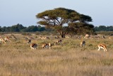 Springbok