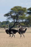 Ostrich