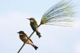 Little Bee-eaters on Papyrus