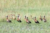 All My (White-faced) Ducks in a Row