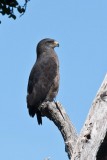 Western Banded Snake Eagle