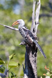 Yellow-billed Hornbill