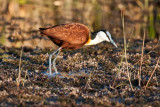 African Jacana