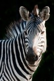 Curious Zebra