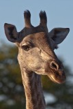 Female Giraffe