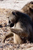 Baboon