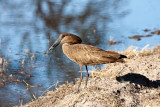 Hammerkop