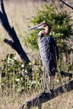 Goliath Heron