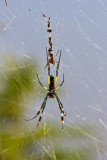 Golden Orb-web Spider?