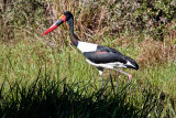 Saddle-billed Stork