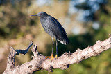 Black Heron