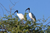 Sacred Ibis
