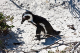 African (Jackass) Penguin