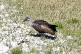 Hadeda Ibis