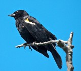 Red-winged Blackbird
