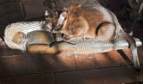 Warm Embrace on a Cool Morning