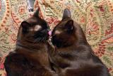Cat Care