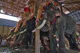 Patient Elephants