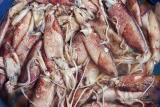 Squid for Sale