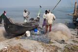 Harvesting the Mornings Catch