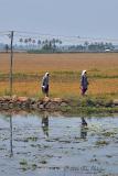 Rice Harvesters Reflected