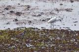 Egrets in a Rice Paddy