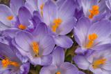 Crocus I